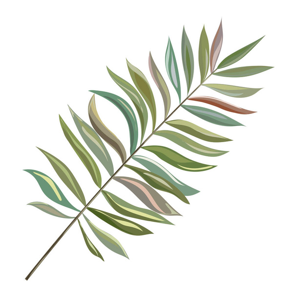 green leaves of palm tree isolated on white background. vector illustration - Vektori, kuva