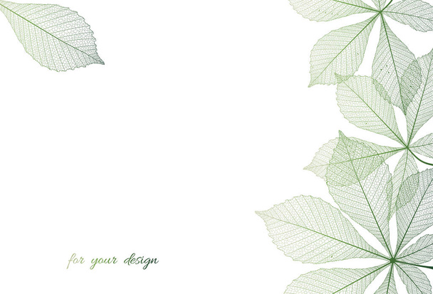 foglie verdi isolate su sfondo bianco - Vettoriali, immagini