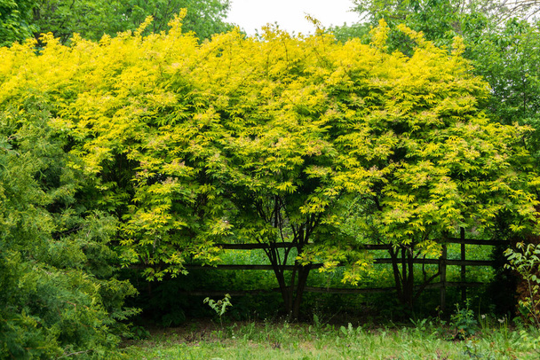 Старе дерево з жовто-зеленим листям. Розмитий фокус
. - Фото, зображення