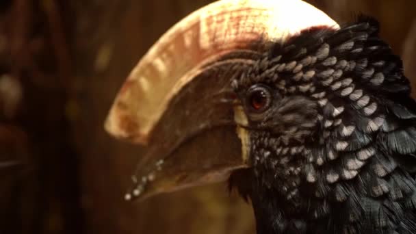 Close up shot of Silvery-cheeked hornbill bird scientific name Bycanistes brevis eating fruits from the bowl. Wild life animal. - Video