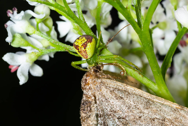 Goldenrod Crab Spider Misumena vatia on kukka. Lähikuva keltainen kukka rapu hämähäkki Misumena vatia. Misumena vatia on rapuhämähäkkilaji, jolla on holarktinen levinneisyys. - Valokuva, kuva
