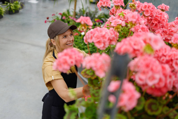 Pretty middle-aged woman in greenhouse putting flower pots on the rack of a cart - Foto, Bild