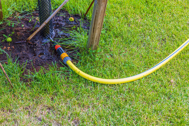 Close up view of irrigation hose on green grass lawn watering fruit tree.  - Fotoğraf, Görsel