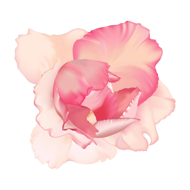 Rózsaszín Rose elszigetelt fehér háttér - Vektor, kép