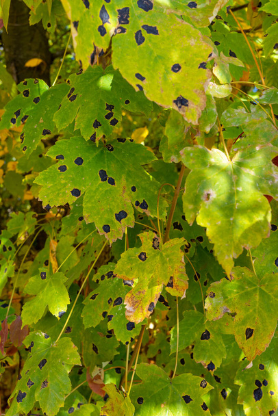 Green leaves of wild grapes are damaged by black spots. - Photo, image