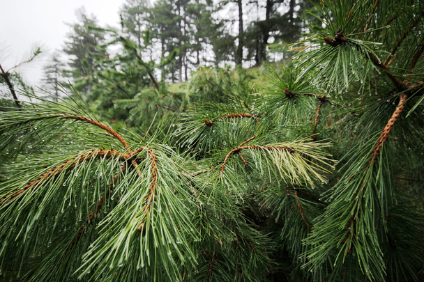Árbol de pino - Foto, Imagen