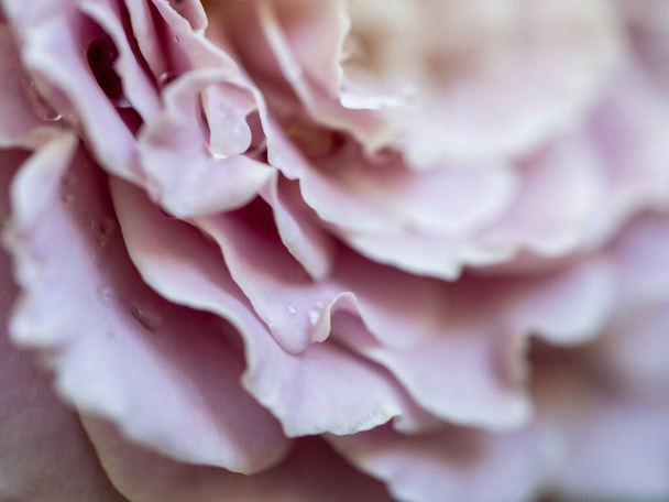 Nahaufnahme zarter Rosenblätter der Prinzessin Kaori als Hintergrund der Natur - Foto, Bild
