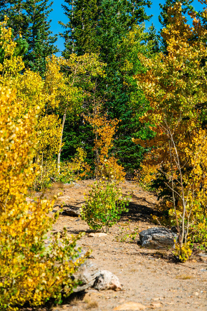 scenic shot of beautiful autumnal forest - Zdjęcie, obraz