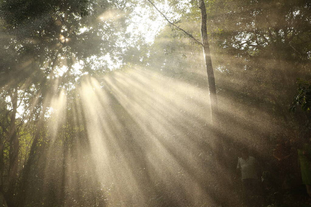 Rayos de sol a través de árboles - Foto, Imagen