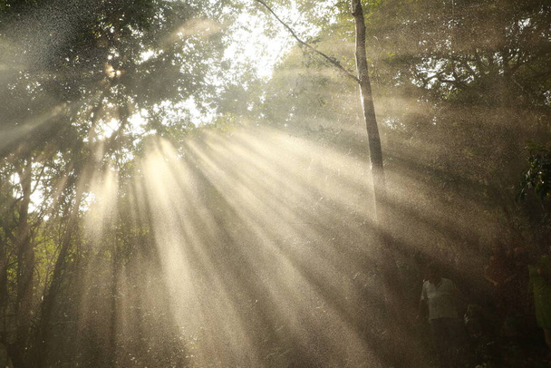Rayos de sol a través de árboles - Foto, Imagen