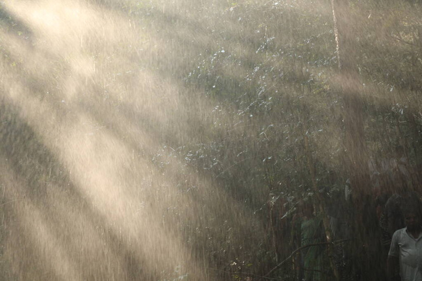 Дощ у лісі в Індії - Фото, зображення