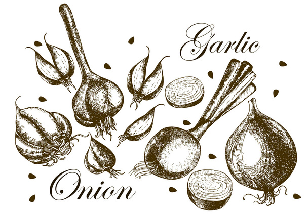 Set of drawing onions and garlic . Illustrations. - Vettoriali, immagini