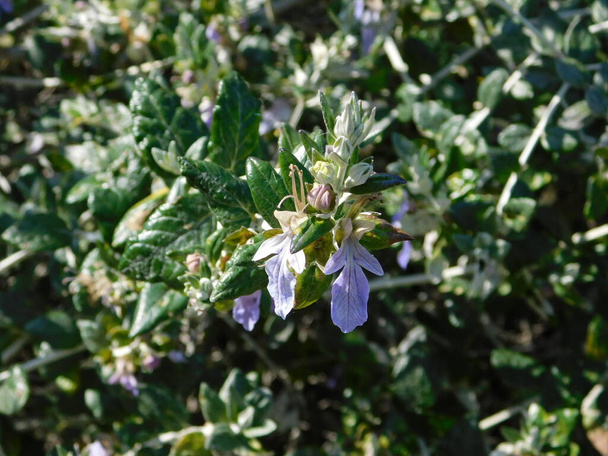 Shrubby germander or teucrium fruticans plant flowers in Attica, Greece - Photo, Image