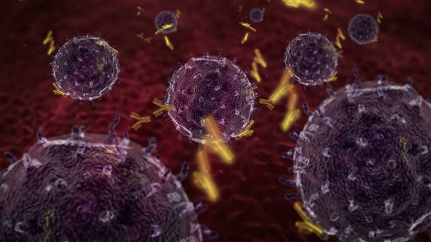 Lymfocyty a protilátky - Záběry, video