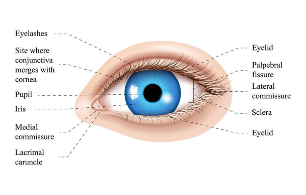 Ilustrace lidského oka. Části oka, popisované vektorové ilustrační schéma. Oční řasy, řasy, zornice, slzné žlázy a další anatomické části. Realistický 3D vektor izolován - Fotografie, Obrázek