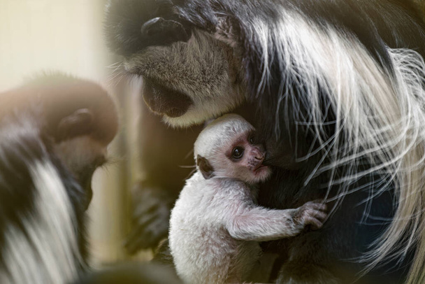 Dziecko Abisyńczyk colobus pije mleko matki w wieczornym słońcu. Nowonarodzony Abisyński Colobus. Czarne małpy z długimi białymi ogonami. - Zdjęcie, obraz