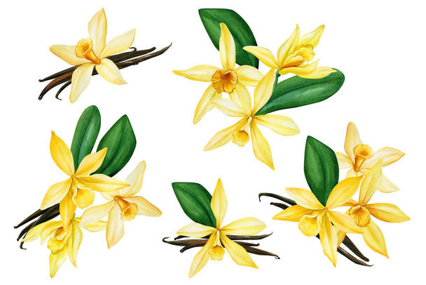 Vanilla flower. Set of elements on an isolated background, hand drawing, botanical illustration. High quality illustration - Fotoğraf, Görsel