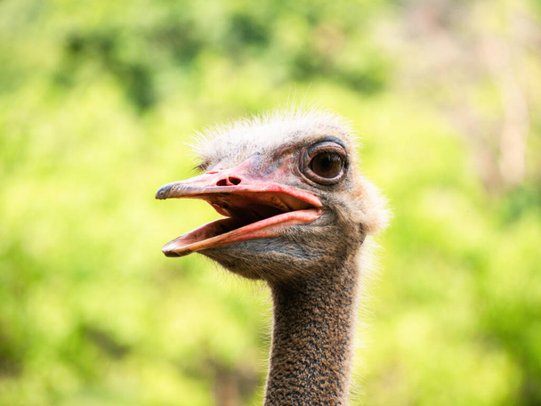 Close up Ostrich head. Wild birds Portrait over blur green background. - Фото, изображение