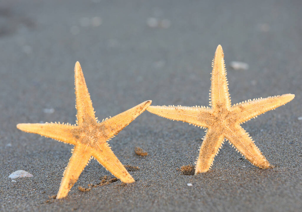Két tengeri csillag a víz szélén, melyek úgy fogták egymás kezét, mint két barát. - Fotó, kép