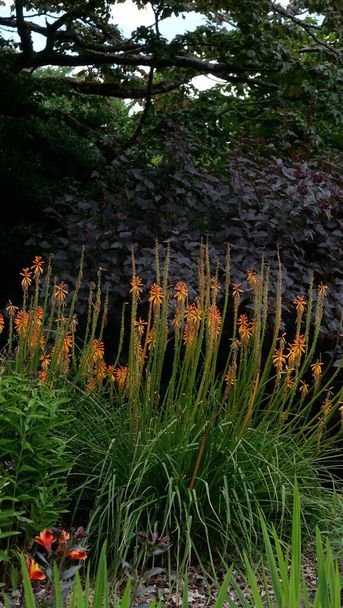 Beautiful pale orange kniphofia or red hot pokers and purple flowers in garden setting with other plants and bushes. High quality photo - Photo, Image