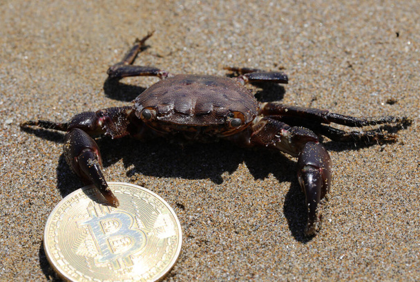 claw of the crab holding very tightly the coin with a big b symbolizing Bitcoins on the sand of the beach near the sea - Foto, immagini