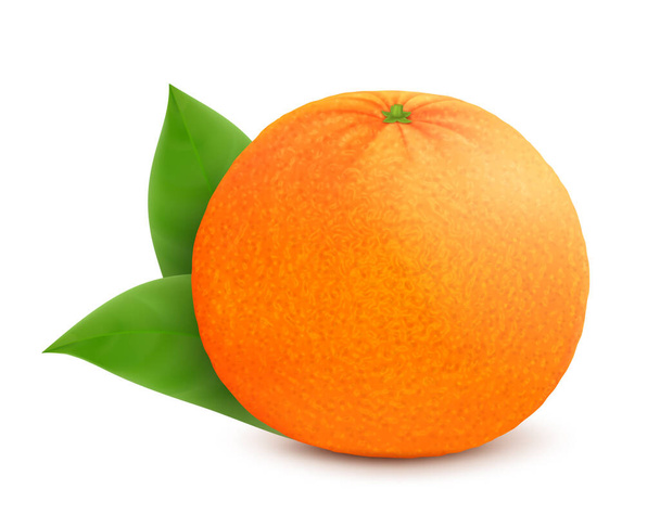Kypsä mehukas appelsiini lehtiä, eristetty valkoisella taustalla. Realistinen 3D-vektorikuva. - Valokuva, kuva
