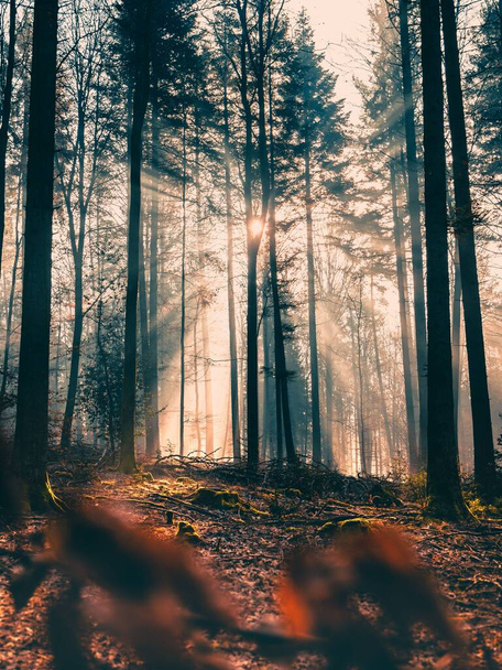 A vertical shot of dense trees in the forest during sunrise - Zdjęcie, obraz