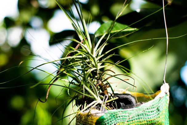 A closeup shot of a plant in the pot on a blurred background - Foto, immagini