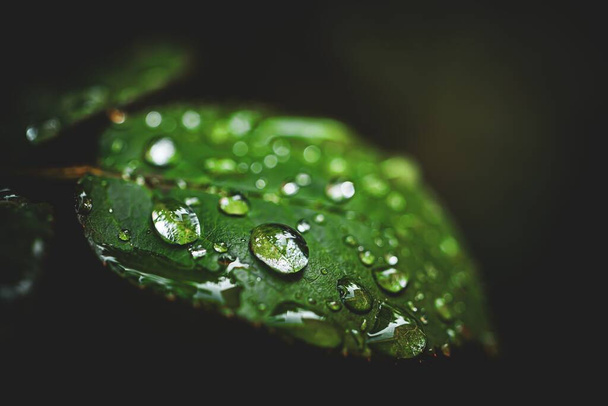 A selective focus of tree leaves with water drops - Фото, зображення