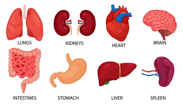 İnsan iç organları ayarlandı. Beyin, kalp, akciğer, mide, bağırsaklar, böbrekler, karaciğer, beyaz arka planda izole edilmiş dalak, vektör düz çizim - Fotoğraf, Görsel