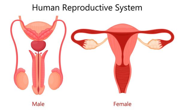 Realistic set of male and female human reproductive system. isolated on white background. Realistic 3d vector illustration - Photo, Image