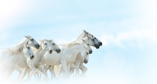 white horses herd - Photo, Image
