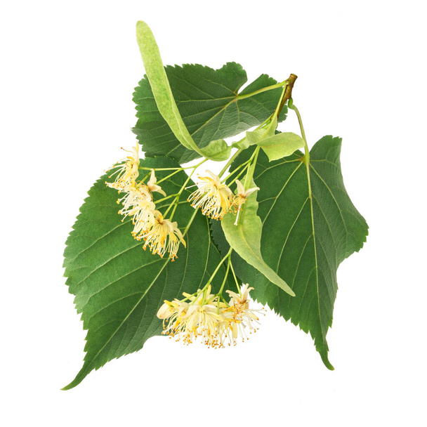 Linden flowers isolated on white background. Deep focus - 写真・画像