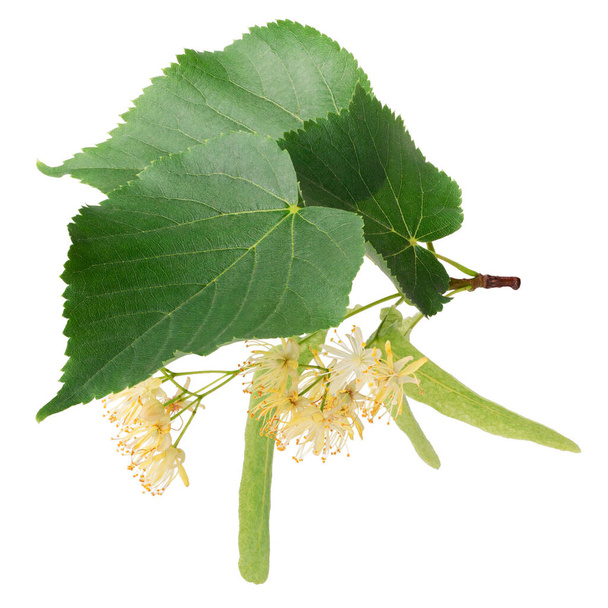 Linden flowers isolated on white background. Deep focus - 写真・画像