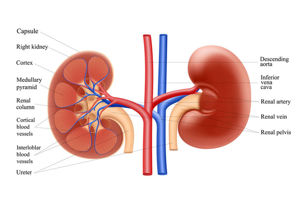 Diagram showing human kidney anatomy. Realistic 3d vector illustration isolated on white background - Φωτογραφία, εικόνα