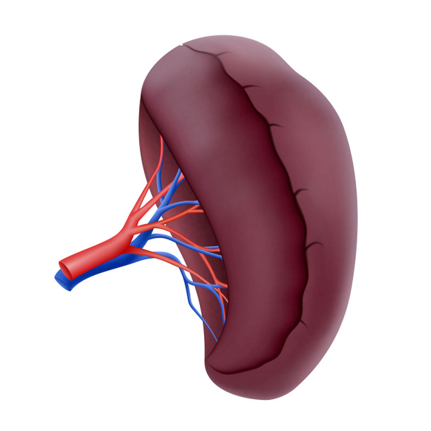 Menselijke milt. Human Organs Collection, realistische 3D vector illustratie, geïsoleerd op witte achtergrond - Foto, afbeelding
