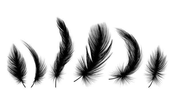 feather isolated on white background - Vector, Image