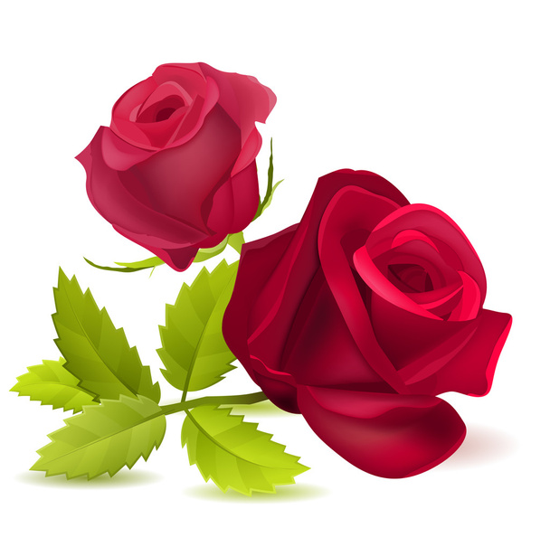 Realistic red rose on white. - Vector, Imagen