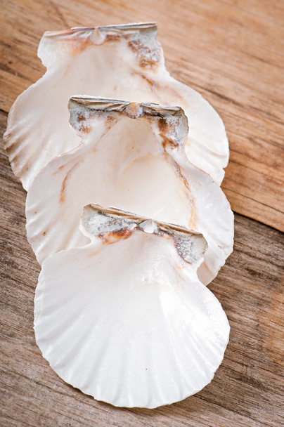 Sea shells on old wooden background - Foto, imagen