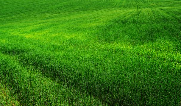 Зеленое поле
 - Фото, изображение