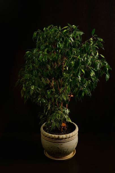 Ficus benjamin in a pot isolated on black background. Water drops on leaves. - Photo, image