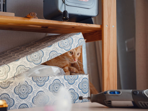 Leuke kat binnen thuis. Huisdieren concept. Oranje tabby kat met gele ogen is klaar om te verrassen en te spelen. - Foto, afbeelding
