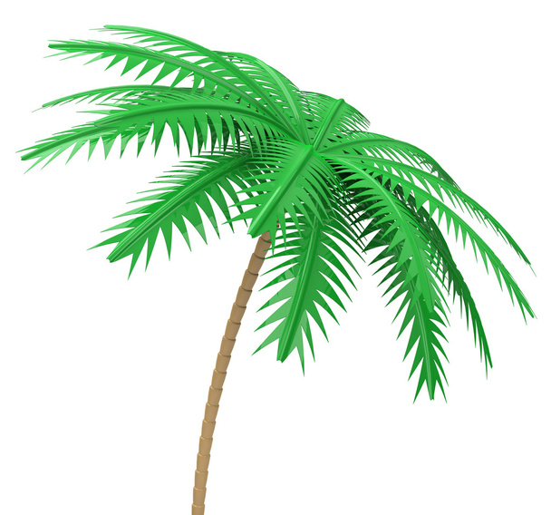 de palmboom - Foto, afbeelding