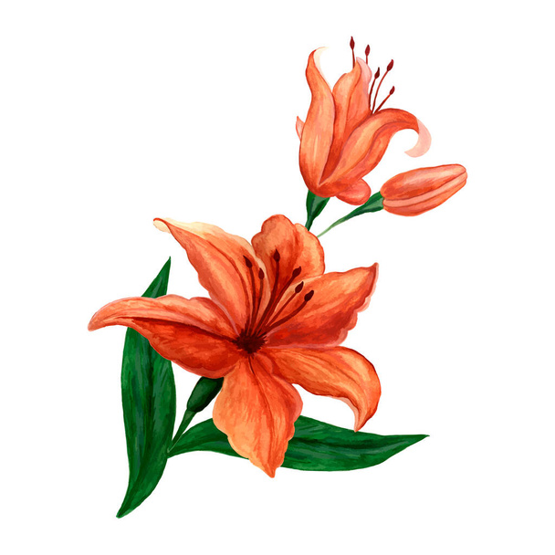 акварельна ілюстрація красивої червоної квітки тюльпанів
 - Фото, зображення