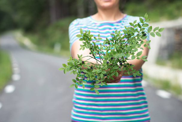 Woman holding branch of ripe blueberries. Traveler exploring and relaxing in summer mountains, gathering bilberries. Traveling in the Carpathians Mountains - Photo, image