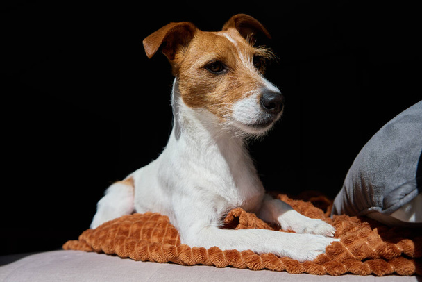 Sad dog lying on sofa, Portrait of Jack Russell terrier on black background, Cute pet waiting for owner - Photo, image