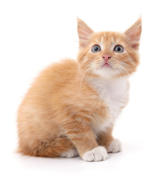 Beautiful red kitten isolated on a white background. - Fotó, kép