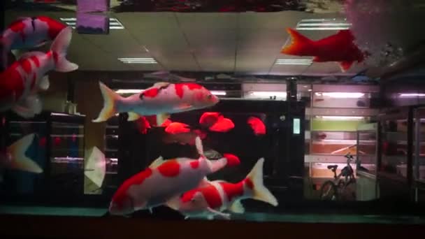 Στο ενυδρείο ψάρι, στην κολύμβηση, πολύ χαριτωμένο - Πλάνα, βίντεο