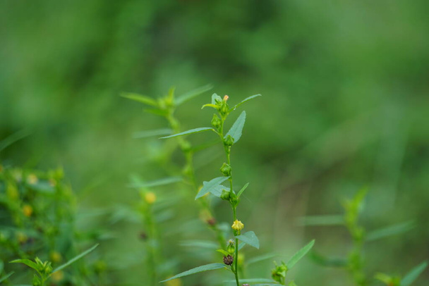 Sida acuta (aslo chiamato common wireweed, sidaguri, sidogori) con sfondo naturale. Questa specie vegetale di pianta da fiore nella famiglia delle malva, Malvaceae. La Sida acuta è considerata una specie invasiva
 - Foto, immagini