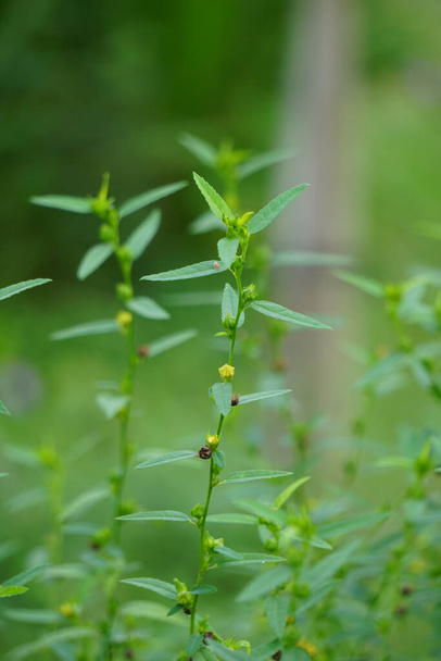 Sida acuta (aslo hívott közönséges wireweed, sidaguri, sidogori) természetes háttérrel. Ez a virágzó növényfaj a mályvacukor családban, a Malvaceae. A Sida acuta egy invazív faj. - Fotó, kép
